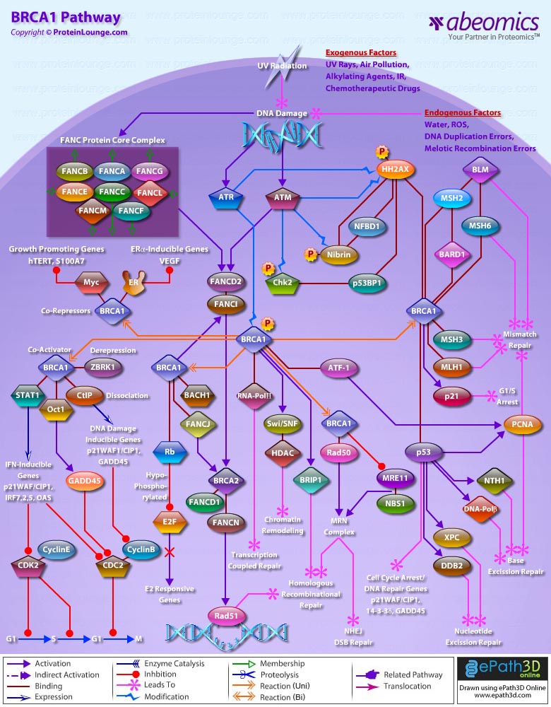 BRCA1 Pathway Biology Diagrams